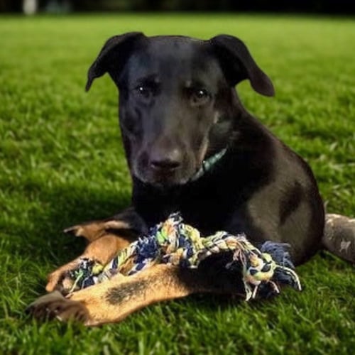 KIMMY - German Shepherd Dog / Labrador Retriever available for adoption