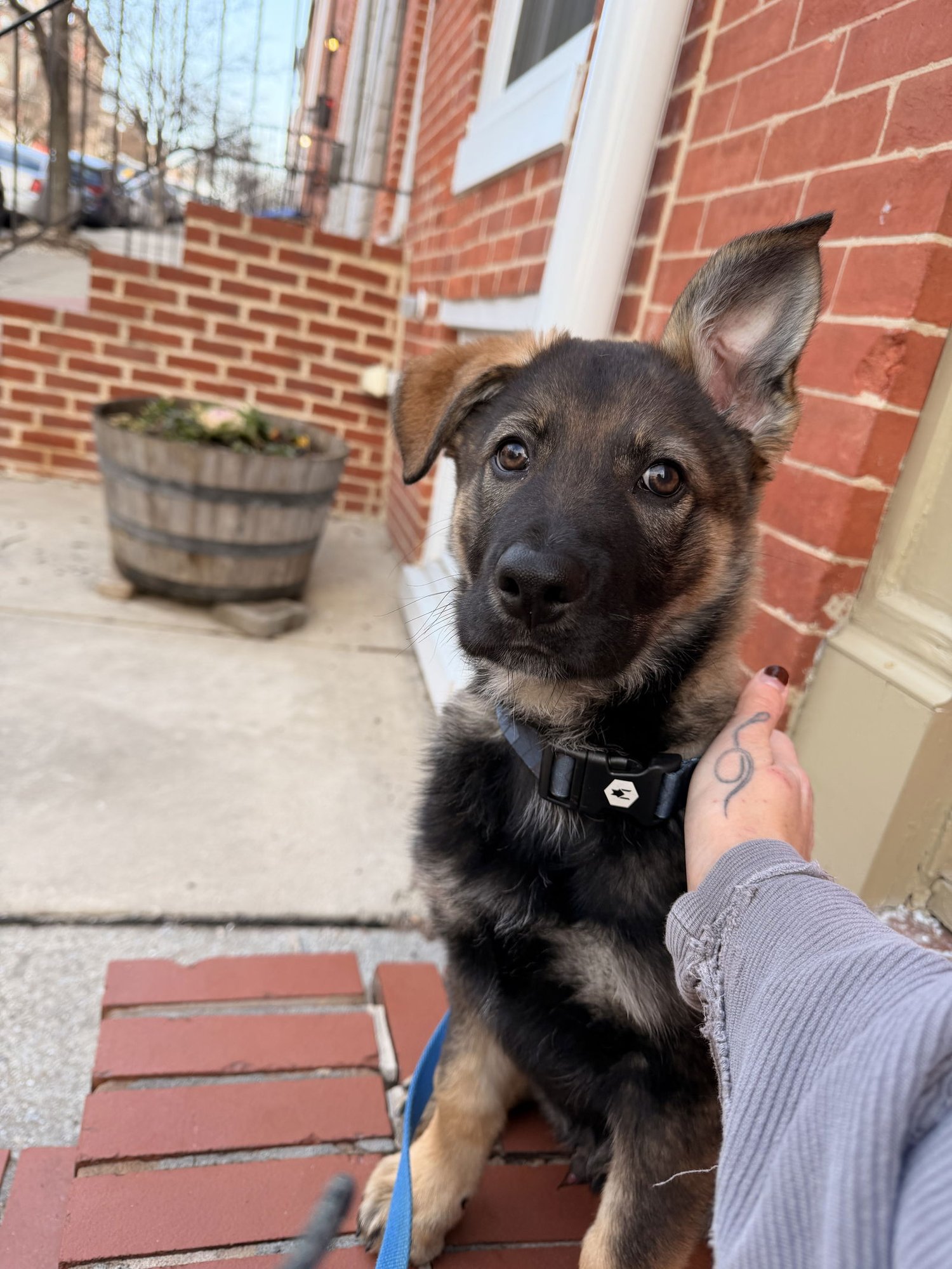 OSA - German Shepherd Dog / Collie for adoption in Baltimore