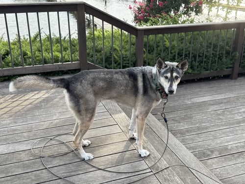 LADY AKA LADY BUG - Siberian Husky / Alaskan Malamute available for adoption