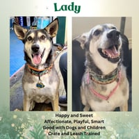 Lady aka Lady Bug - Photo 5