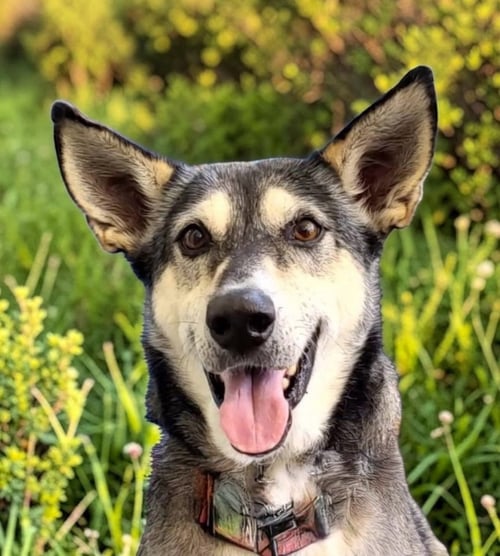 LADY AKA LADY BUG - Siberian Husky / Alaskan Malamute available for adoption