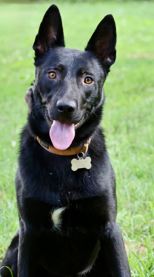 KNIGHT - German Shepherd Dog available for adoption