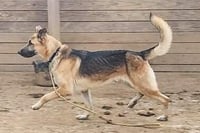 Jango - Photo 15