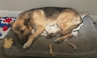 Jango - Photo 5