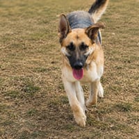 Jango - Photo 1