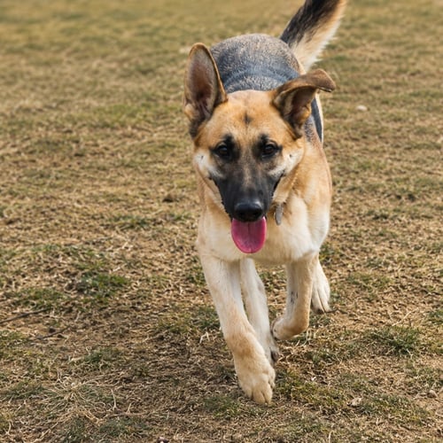 JANGO - German Shepherd Dog available for adoption