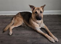 Jango - Photo 7