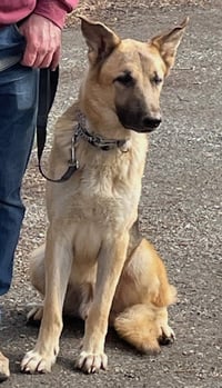 Jango - Photo 20