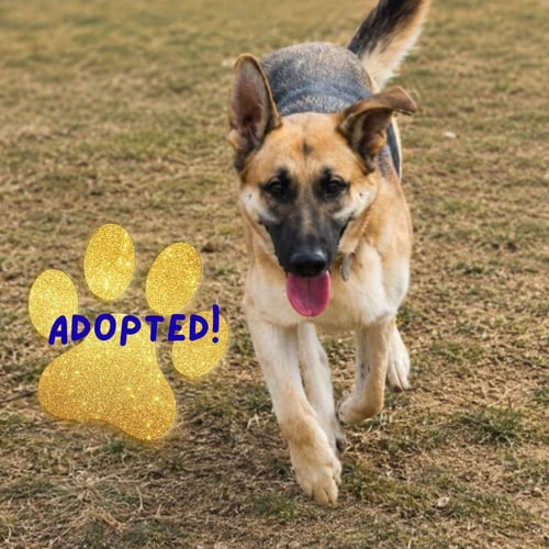 JANGO - German Shepherd Dog for adoption in Baltimore