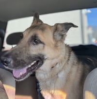 Jango - Photo 17