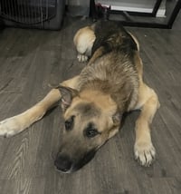 Jango - Photo 4