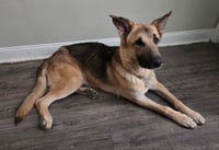 Jango - Photo 9