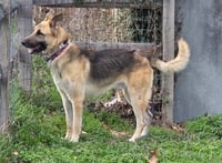 Jango - Photo 8