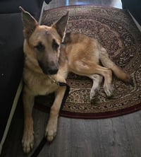 Jango - Photo 6