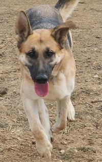 Jango - Photo 19