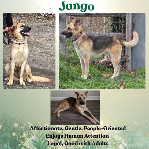 JANGO - German Shepherd Dog available for adoption
