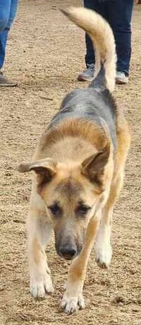 Jango - Photo 16