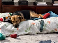 Cinnamon - Photo 3