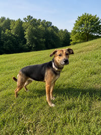 Cinnamon - Photo 5