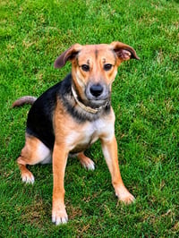 Cinnamon - Photo 4
