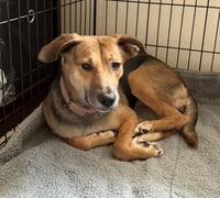 Cinnamon - Photo 7
