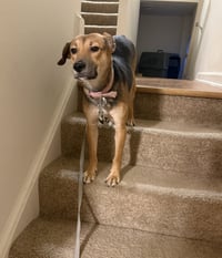 Cinnamon - Photo 6