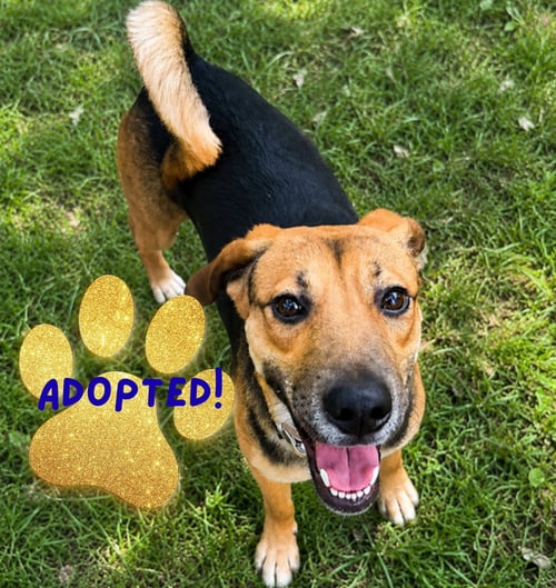 CINNAMON - German Shepherd Dog / Labrador Retriever for adoption in Baltimore