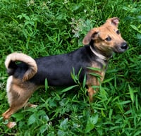Cinnamon - Photo 2