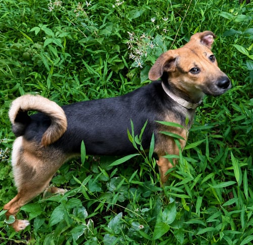 CINNAMON - German Shepherd Dog / Labrador Retriever available for adoption