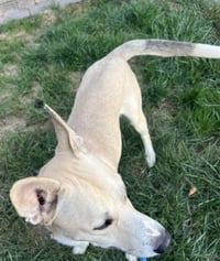 Kaya - Photo 16