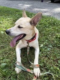 Kaya - Photo 4