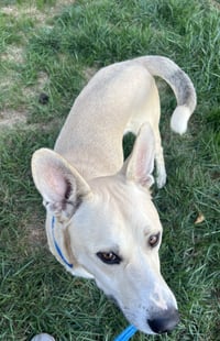 Kaya - Photo 15