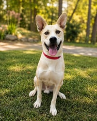 Kaya - Photo 5