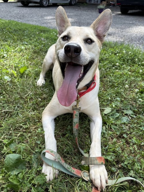 KAYA - German Shepherd Dog available for adoption