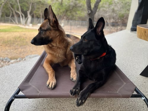 SCARLETT - German Shepherd Dog available for adoption