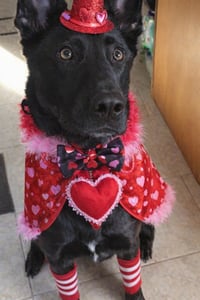 Cyrus - Photo 7