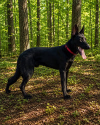 Cyrus - Photo 4