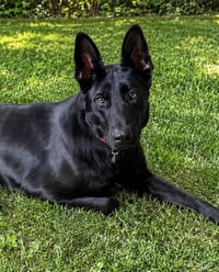 Cyrus - Photo 2