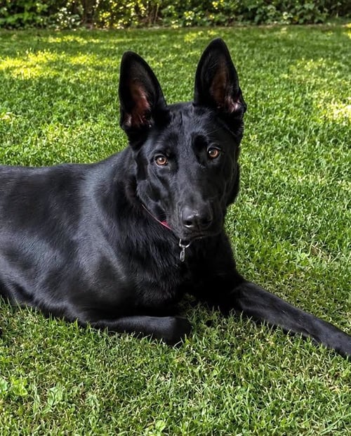 CYRUS - German Shepherd Dog available for adoption
