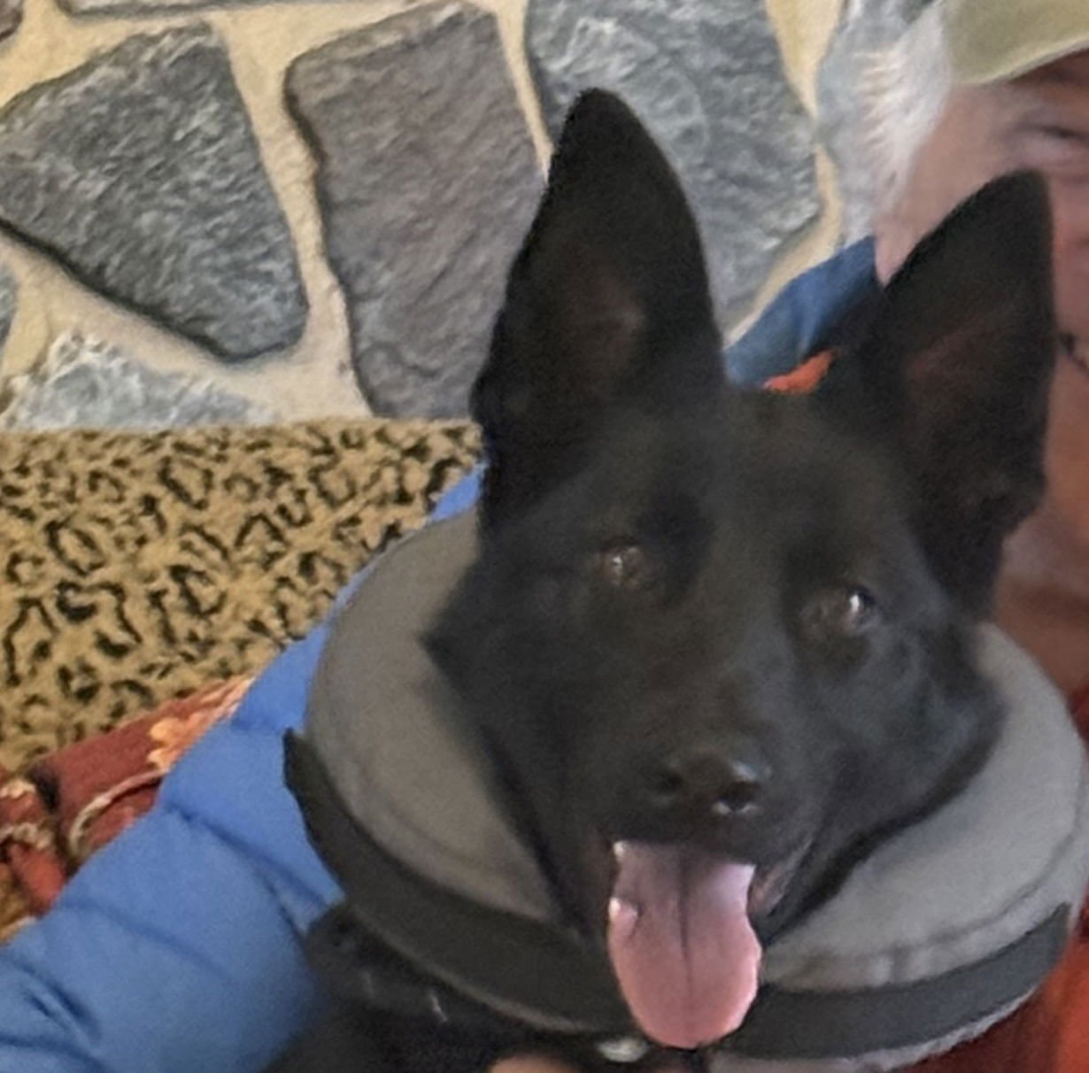 NOEL - German Shepherd Dog available for adoption