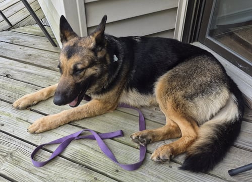 MARGRET - German Shepherd Dog for adoption in Baltimore