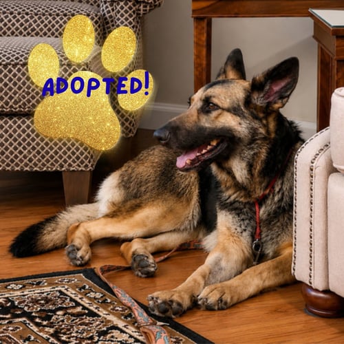 MARGRET - German Shepherd Dog available for adoption