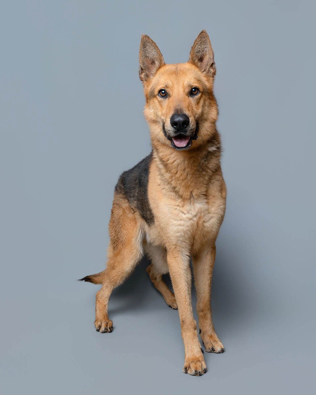 STEVEN TYLER - German Shepherd Dog for adoption in Baltimore