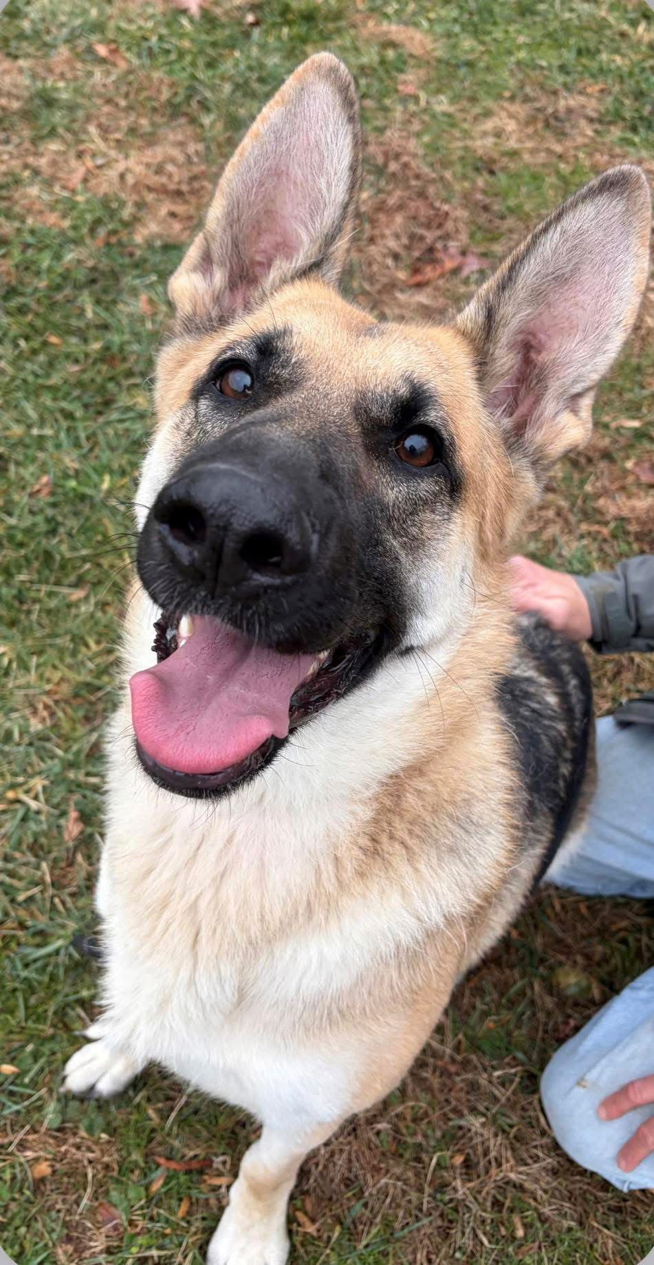 MELODY - German Shepherd Dog available for adoption