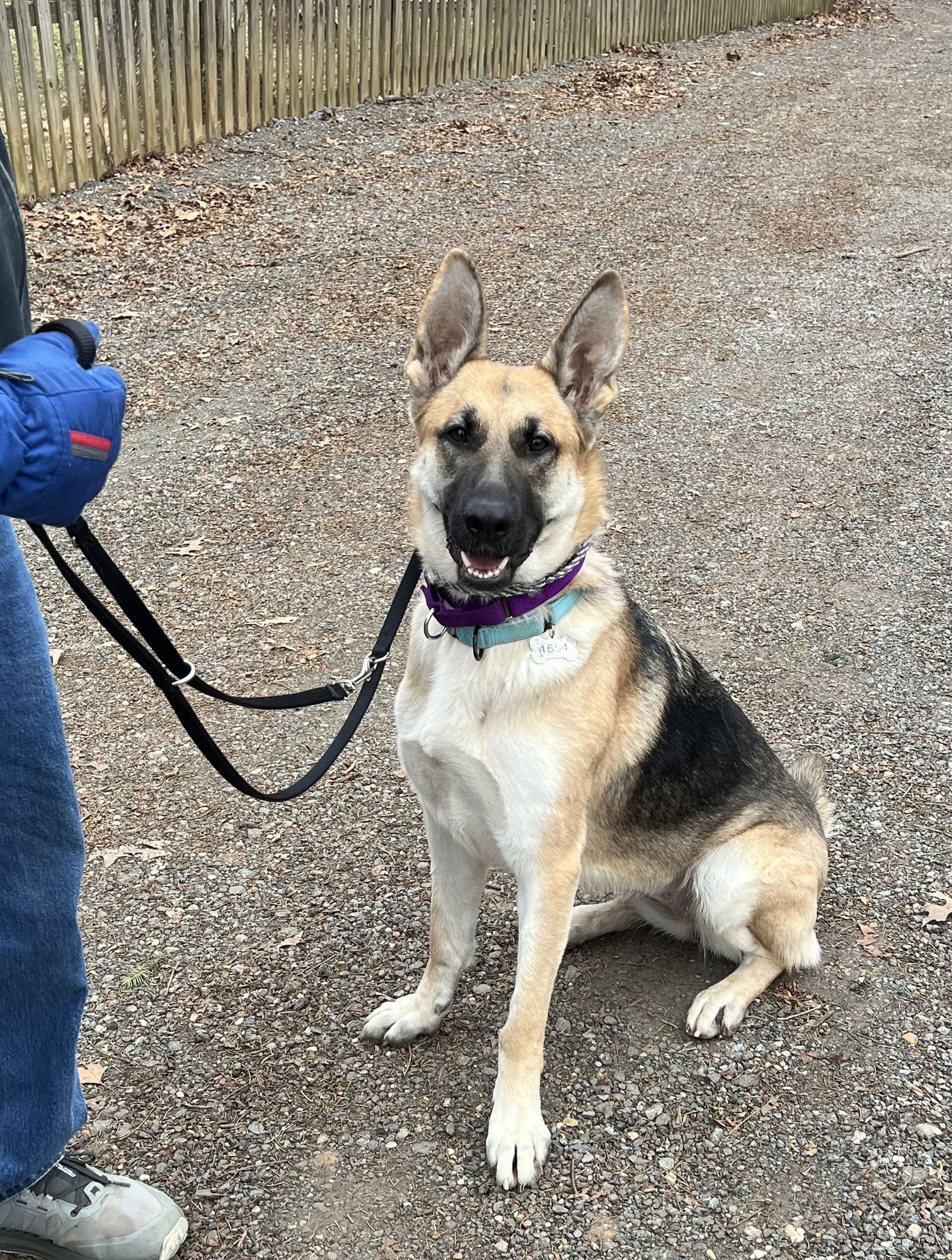 MELODY - German Shepherd Dog available for adoption