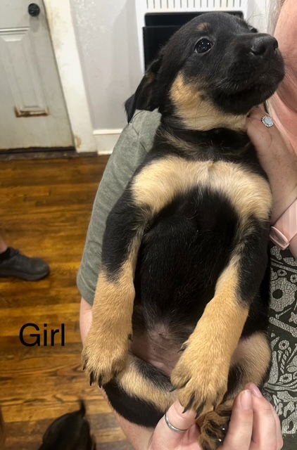 ROSIE - German Shepherd Dog / Belgian Shepherd Malinois for adoption in Baltimore