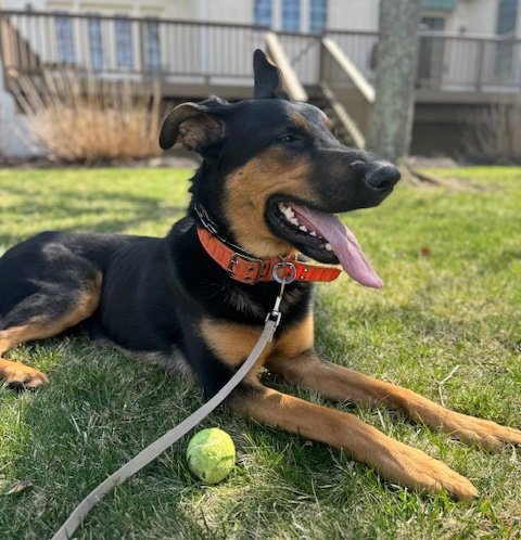 ARIES - German Shepherd Dog for adoption in Baltimore