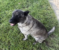 Zoey - Photo 4