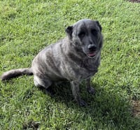 Zoey - Photo 5
