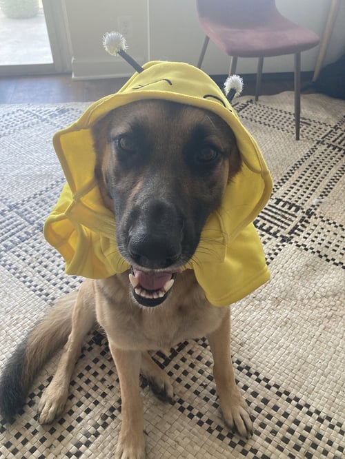AIKO - German Shepherd Dog available for adoption